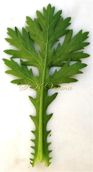  Leaf